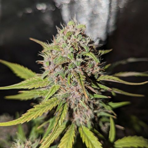 Banana Purple Punch Auto growlog timeline photo