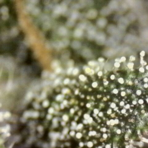 Banana Purple Punch Auto growlog timeline photo