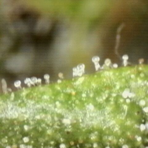 Banana Purple Punch Auto growlog timeline photo