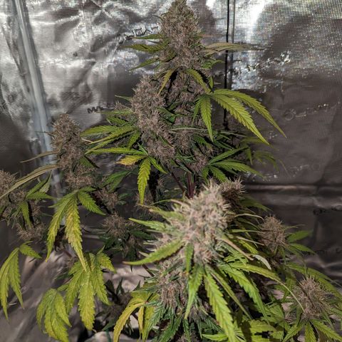 Banana Purple Punch Auto growlog timeline photo