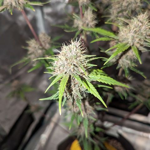 Banana Purple Punch Auto growlog timeline photo