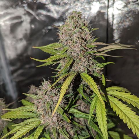 Banana Purple Punch Auto growlog timeline photo