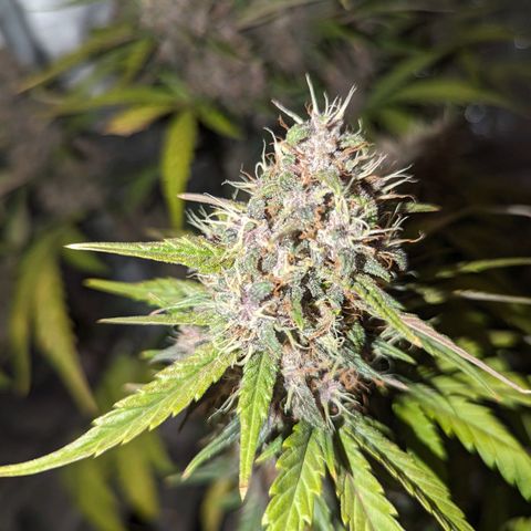 Banana Purple Punch Auto growlog timeline photo