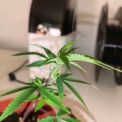 Blueberry Muffin growlog timeline photo