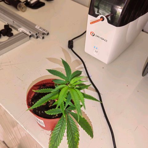 Blueberry Muffin growlog timeline photo