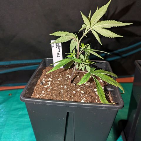 Blueberry Muffin growlog photo: Eingesetzt (+PlantBoom Mykorrhiza)