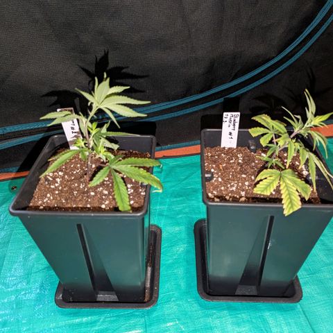 Blueberry Muffin growlog timeline photo