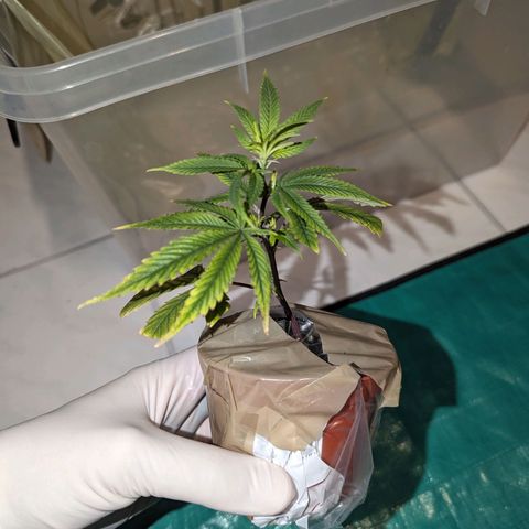 Blueberry Muffin growlog timeline photo