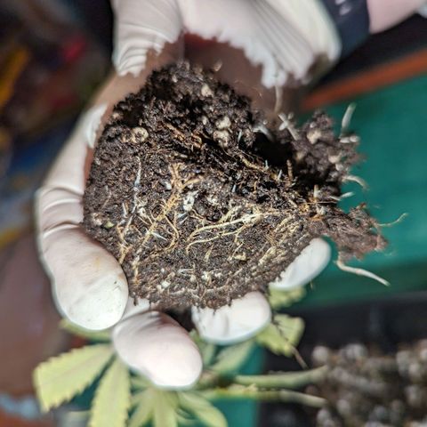 Blueberry Muffin growlog timeline photo