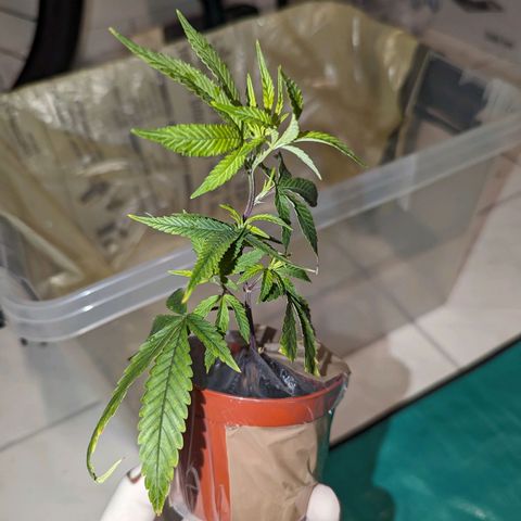 Blueberry Muffin growlog timeline photo