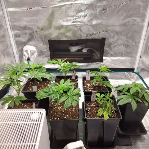 Blueberry Muffin growlog photo: Gesamtübersicht