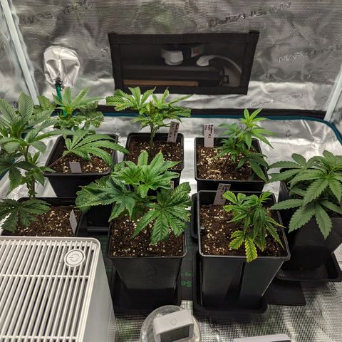 Blueberry Muffin growlog timeline photo