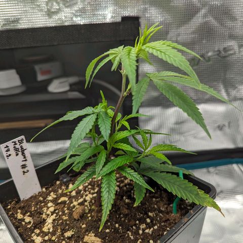 Blueberry Muffin growlog timeline photo