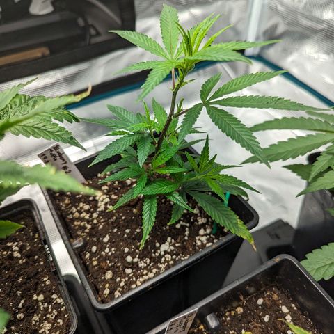 Blueberry Muffin growlog timeline photo