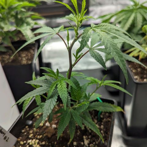 Blueberry Muffin growlog timeline photo