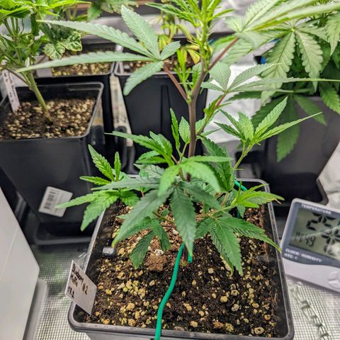 Blueberry Muffin growlog timeline photo