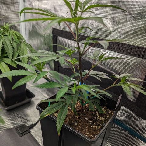 Blueberry Muffin growlog timeline photo