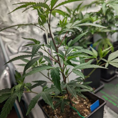 Blueberry Muffin growlog timeline photo