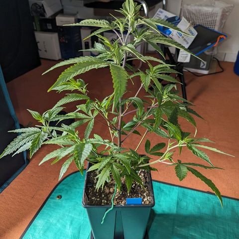 Blueberry Muffin growlog timeline photo