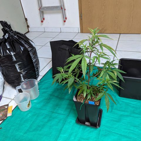 Blueberry Muffin growlog timeline photo