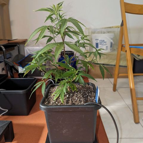 Blueberry Muffin growlog timeline photo