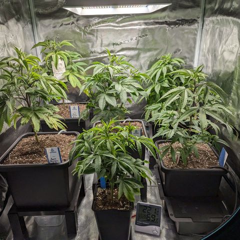 Blueberry Muffin growlog timeline photo