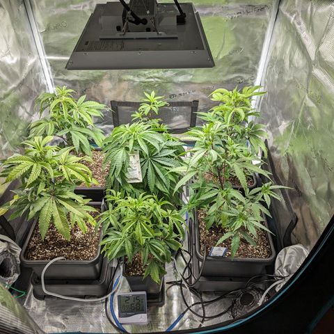 Blueberry Muffin growlog timeline photo