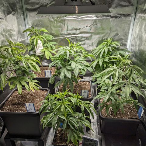 Blueberry Muffin growlog timeline photo