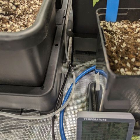 Blueberry Muffin growlog timeline photo