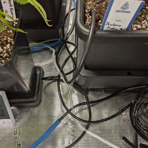 Blueberry Muffin growlog timeline photo
