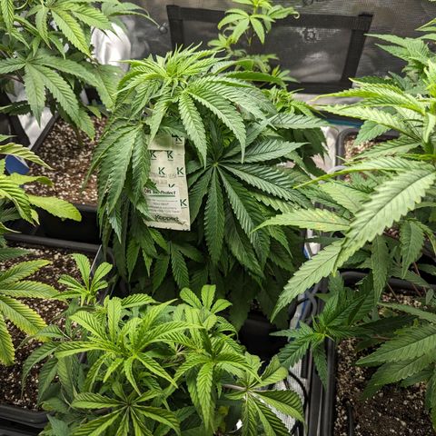 Blueberry Muffin growlog timeline photo