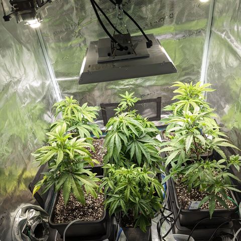 Blueberry Muffin growlog timeline photo