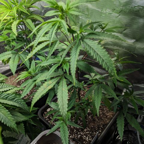 Blueberry Muffin growlog timeline photo