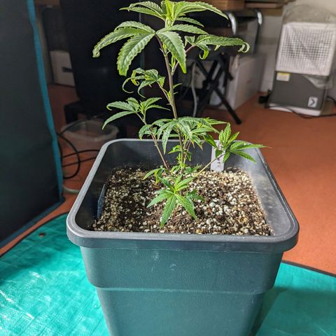 Blueberry Muffin growlog photo: Blueberry Muffin #1 (umgetopft)