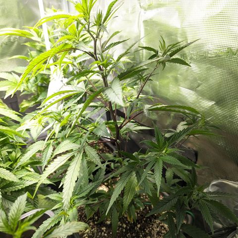 Blueberry Muffin growlog timeline photo