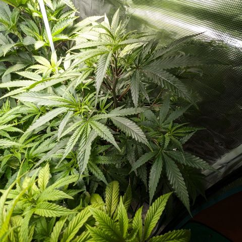 Blueberry Muffin growlog timeline photo