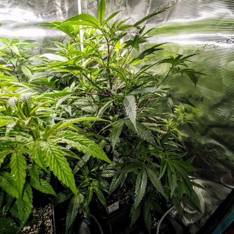 Blueberry Muffin growlog timeline photo