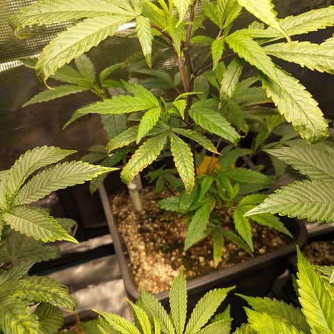 Blueberry Muffin growlog photo: Blueberry Muffin #1 