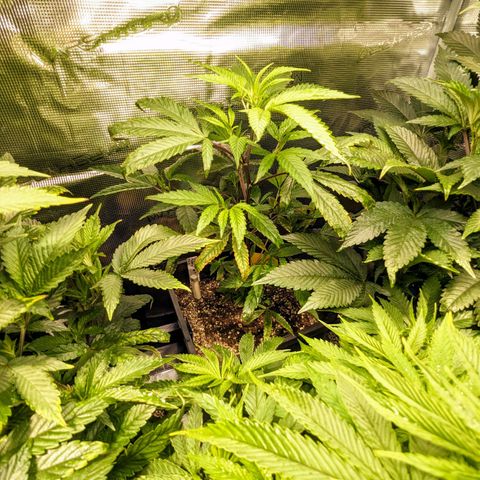 Blueberry Muffin growlog photo: Blueberry Muffin #1 