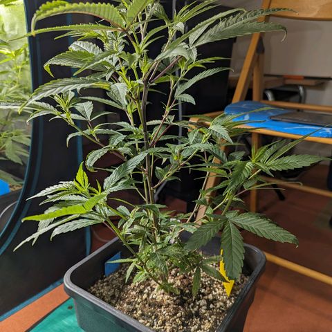Blueberry Muffin growlog photo: + Blueberry Muffin #1