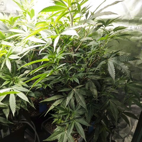 Blueberry Muffin growlog photo: + Blueberry Muffin #1
