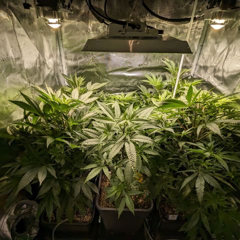 Blueberry Muffin growlog timeline photo