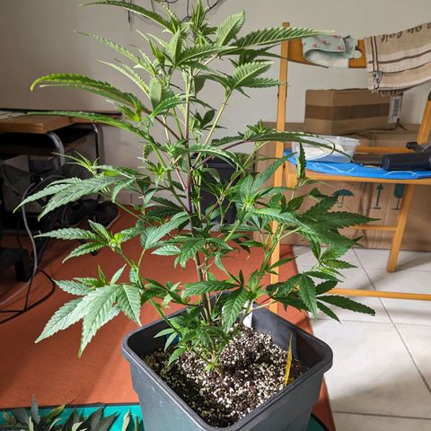 Blueberry Muffin growlog photo: + Blueberry Muffin #1