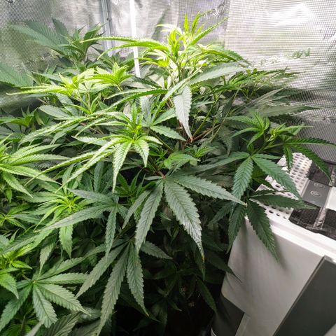 Blueberry Muffin growlog photo: + Blueberry Muffin #1
