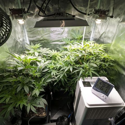 Blueberry Muffin growlog timeline photo