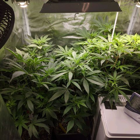 Blueberry Muffin growlog timeline photo
