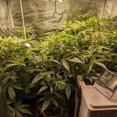 Blueberry Muffin growlog timeline photo