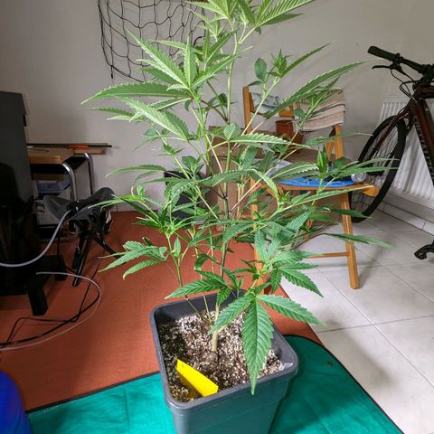 Blueberry Muffin growlog photo: Blueberry Muffin #1