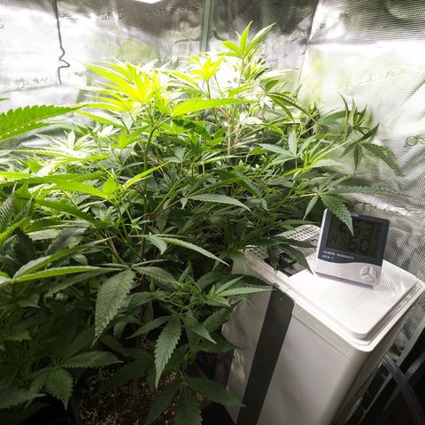 Blueberry Muffin growlog photo: Wächst brutal..  Fast 5cm in 2 Tagen 