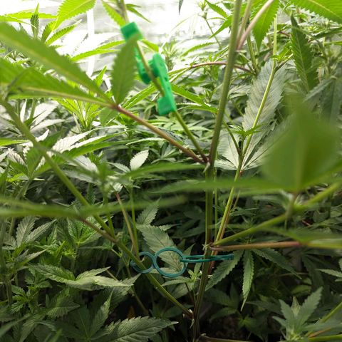 Blueberry Muffin growlog timeline photo